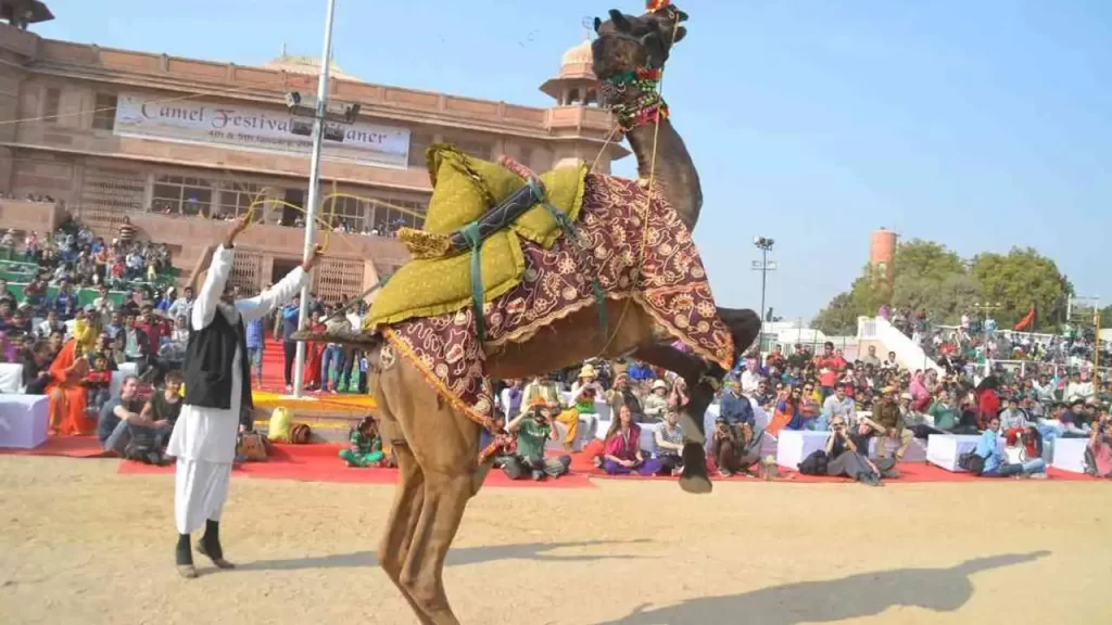 bikaner camel festival | tour operators in udaipur