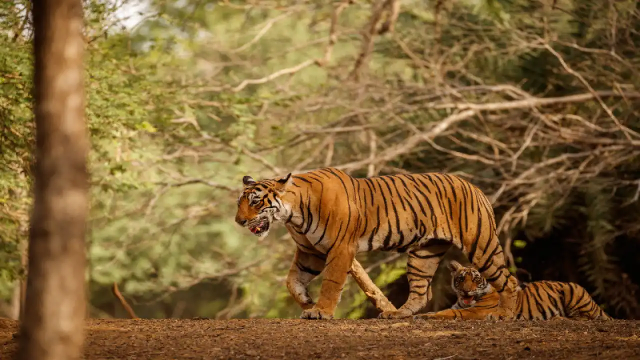 sariska national park | best taxi services in udaipur