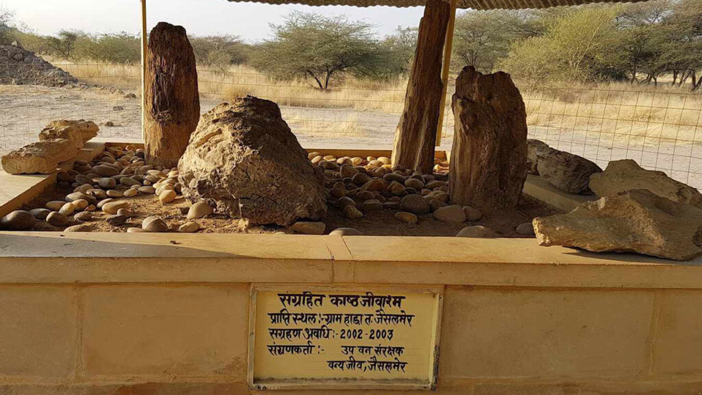 Pokhran Akal Wood Fossil Park | VNV Tours - Taxi Services in Udaipur