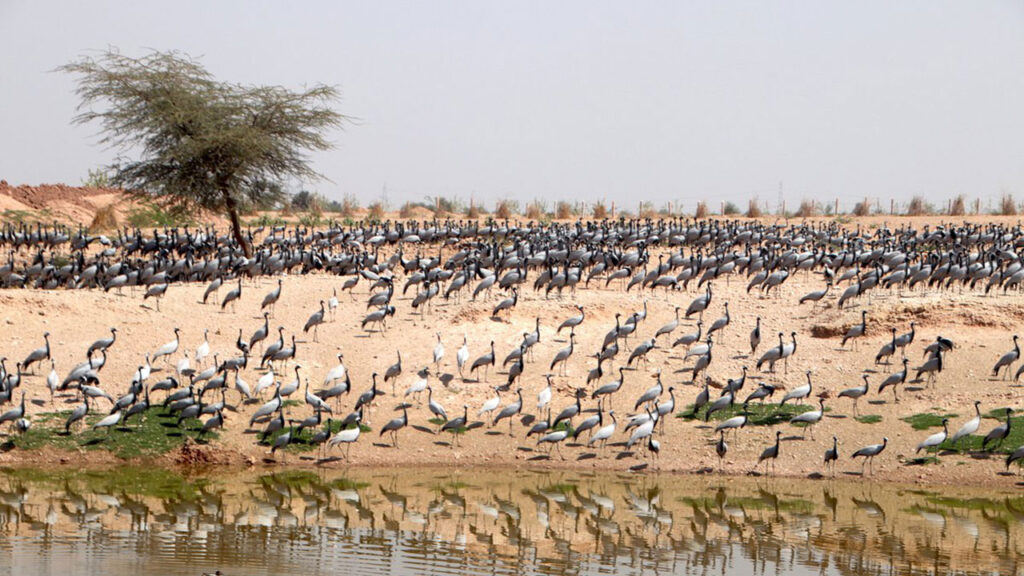 Khichan Bird Sanctuary Pokhran | VNV Tours - Tour Operator in Udaipur