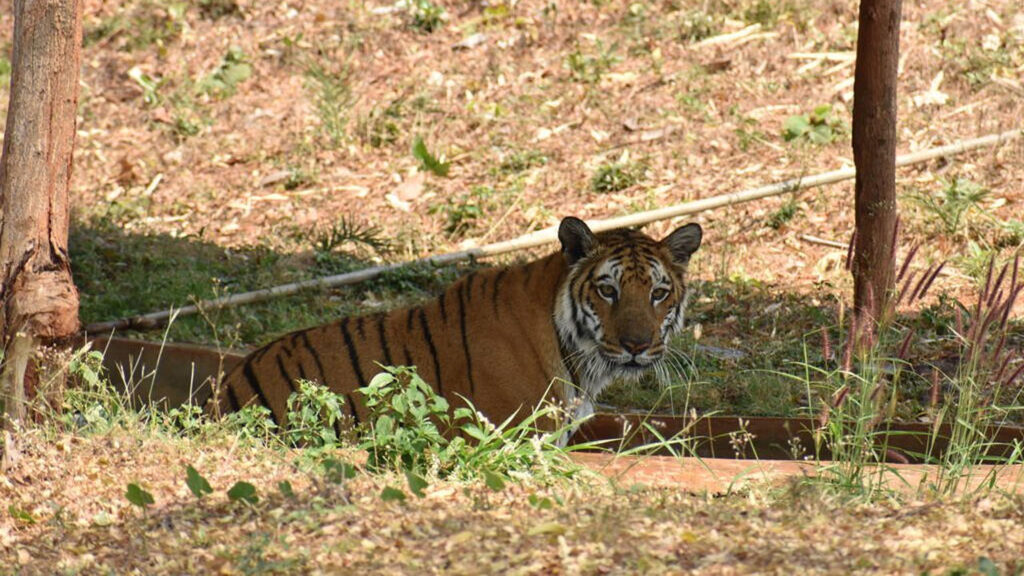 Sariska Tiger Reserve | VNV Tours - Taxi in Udaipur