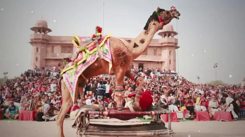 Camel Festival | VNV Tours - Udaipur taxi Service