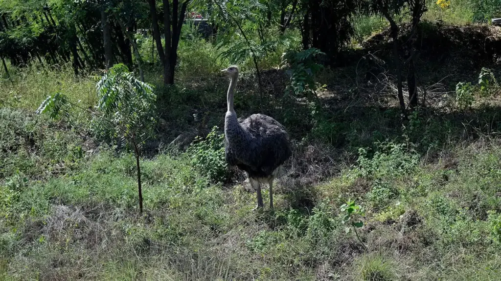 Sajjan garh Biological Park | VNV Tours - Tour Operator in Udaipur