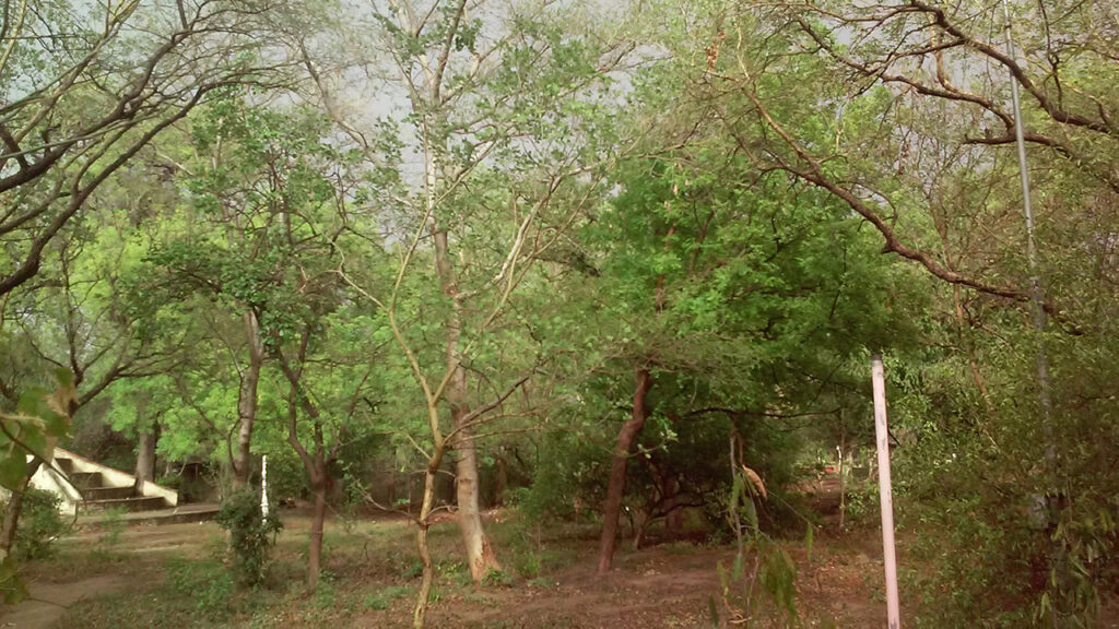 Sariska National Park | VNV Tours - Taxi Service in Udaipur